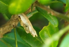 Papilionidae