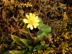 Ranunculus insignis
