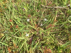 Lobelia pedunculata