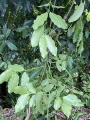 Melicoccus bijugatus