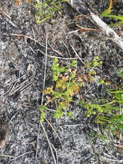 Hydrocotyle foveolata