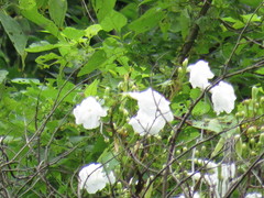 Ipomoea suaveolens