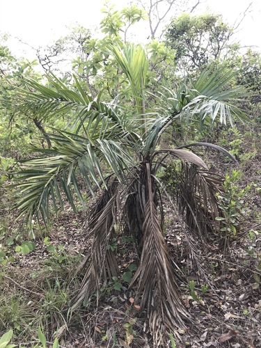 Syagrus comosa, photo 80