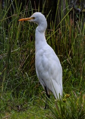 Bubulcus ibis