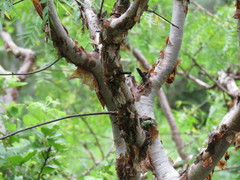 Bursera multijuga