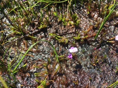 Utricularia lateriflora