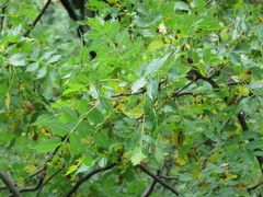 Bursera penicillata