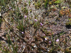 Utricularia lateriflora