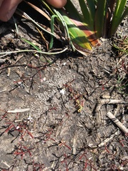 Stylidium perpusillum