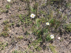 Brachyscome spathulata