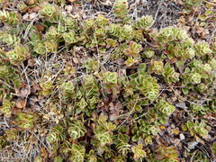 Veronica hookeriana