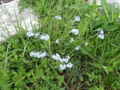 Myosotis lithospermifolia
