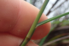 Poa anceps anceps