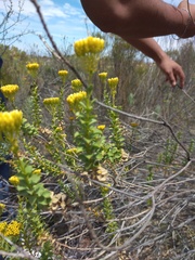 Athanasia spathulata