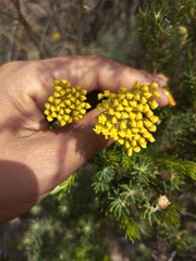 Athanasia spathulata
