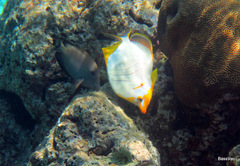 Chaetodon xanthocephalus