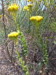 Athanasia spathulata