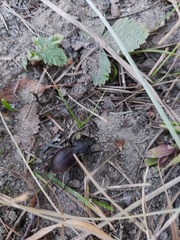 Carabus aeruginosus