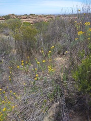 Athanasia spathulata