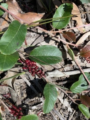 Grevillea laurifolia