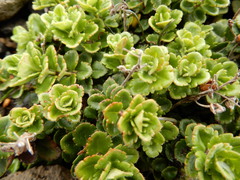 Veronica hookeriana