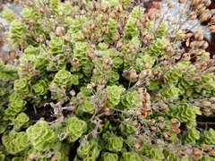 Veronica hookeriana