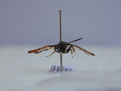 Pyropteron chrysidiforme