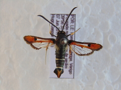 Pyropteron chrysidiforme