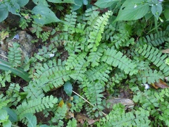 Adiantum caudatum
