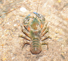Euastacus woiwuru
