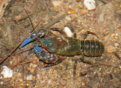 Euastacus woiwuru