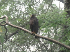 Buteogallus