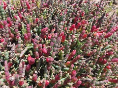 Salicornia blackiana