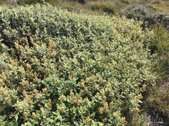 Pomaderris apetala maritima