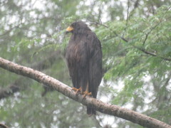 Buteogallus