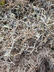 Pittosporum anomalum