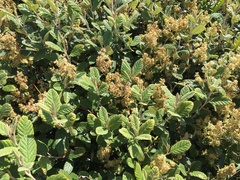 Pomaderris apetala maritima