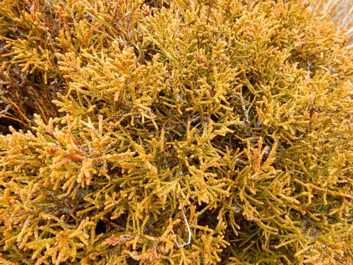 Bog pine (Halocarpus bidwillii)