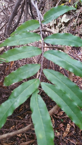 Sorindeia madagascariensis image