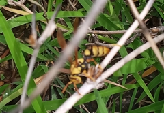 Polistes diabolicus