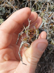 Pittosporum anomalum