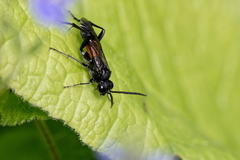 Macrophya annulata