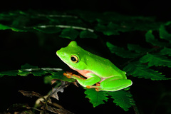 Zhangixalus aurantiventris