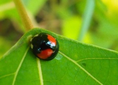 Coelophora biplagiata