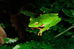 Zhangixalus aurantiventris