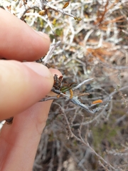 Pittosporum anomalum