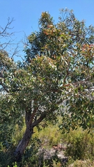 Eucalyptus camfieldii