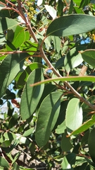 Eucalyptus camfieldii