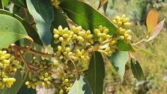 Eucalyptus camfieldii