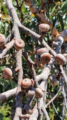 Eucalyptus camfieldii